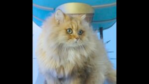 ゲーム猫 第八回 『グランブルーファンタジーヴァーサス -ライジング-』